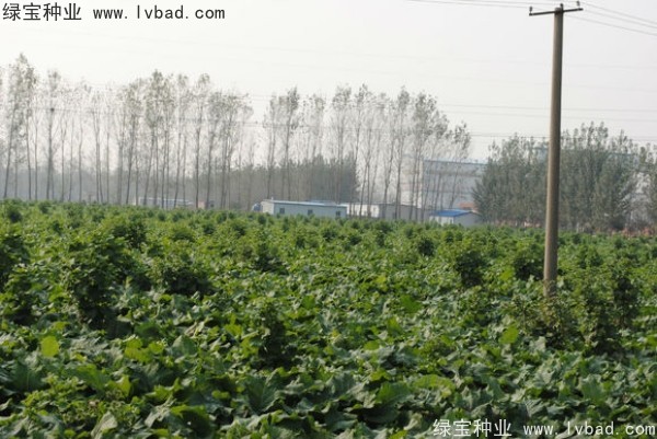 牛蒡<a href='http://njszjj.com/' target='_blank'>種子</a>