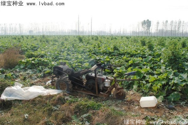 <a href='http://njszjj.com/yaocaizhongzi/2297.html' target='_blank'>牛蒡種子</a>