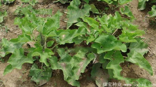 <a href='http://njszjj.com/yaocaizhongzi/2297.html' target='_blank'>牛蒡種子</a>