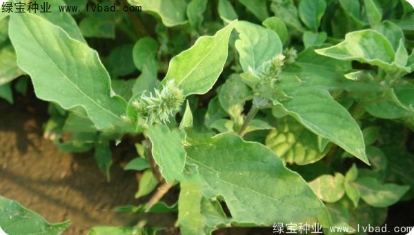 <a href='http://njszjj.com/yaocaizhongzi/2298.html' target='_blank'>牛膝子種子</a>