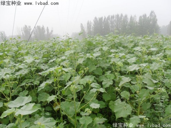 <a href='http://njszjj.com/yaocaizhongzi/2299.html' target='_blank'>青麻</a><a href='http://njszjj.com/' target='_blank'>種子</a>