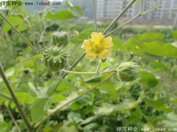青麻<a href='http://njszjj.com/' target='_blank'>種子</a>