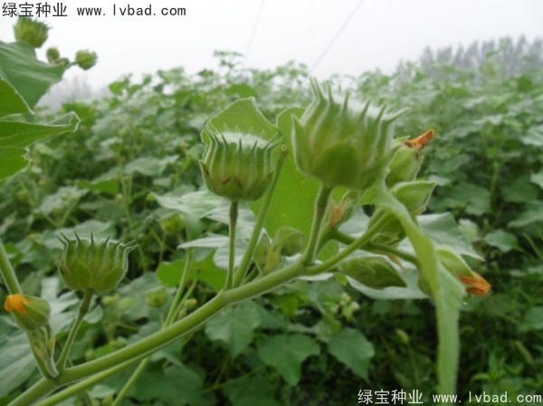 <a href='http://njszjj.com/yaocaizhongzi/2299.html' target='_blank'>青麻種子</a>
