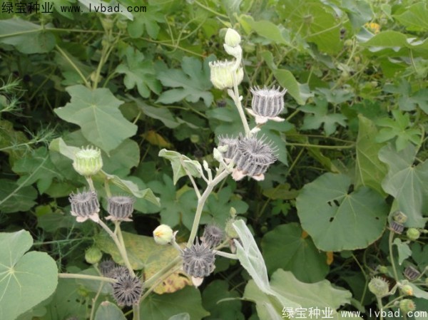 青麻<a href='http://njszjj.com/' target='_blank'>種子</a>