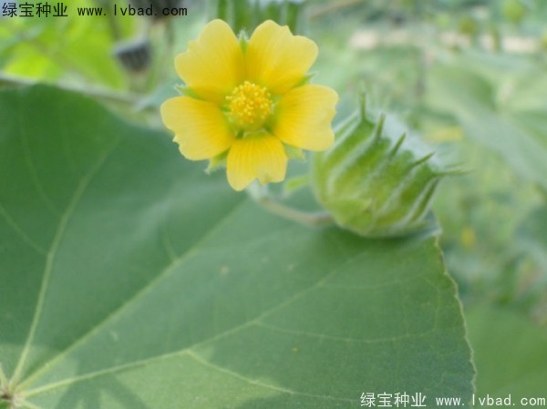 <a href='http://njszjj.com/yaocaizhongzi/2299.html' target='_blank'>青麻種子</a>