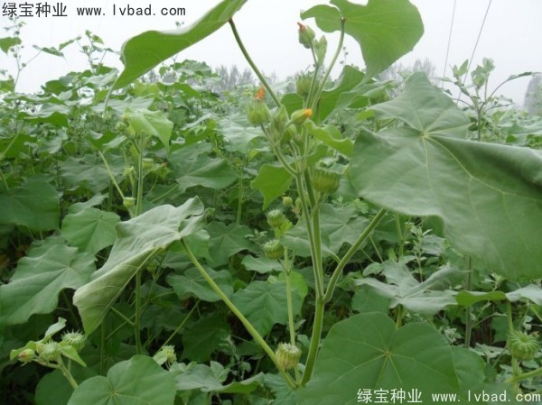 <a href='http://njszjj.com/yaocaizhongzi/2299.html' target='_blank'>青麻種子</a>