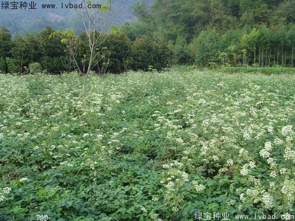 <a href='http://njszjj.com/yaocaizhongzi/2300.html' target='_blank'>前胡種子</a>