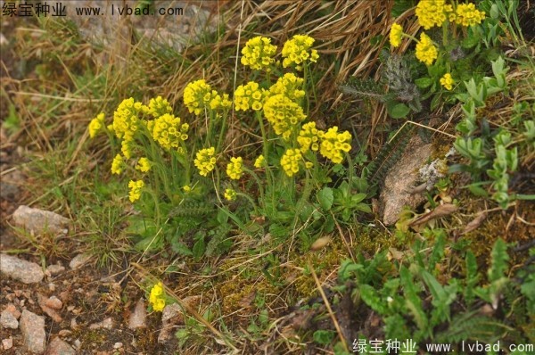 <a href='http://njszjj.com/yaocaizhongzi/2301.html' target='_blank'>葶藶子</a><a href='http://njszjj.com/' target='_blank'>種子</a>