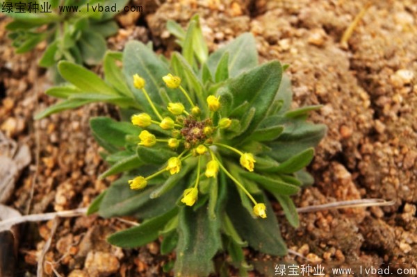 <a href='http://njszjj.com/yaocaizhongzi/2301.html' target='_blank'>葶藶子</a><a href='http://njszjj.com/' target='_blank'>種子</a>