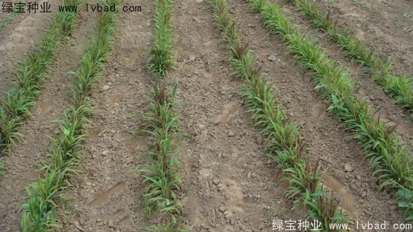 <a href='http://njszjj.com/yaocaizhongzi/2302.html' target='_blank'>薏米種子</a>
