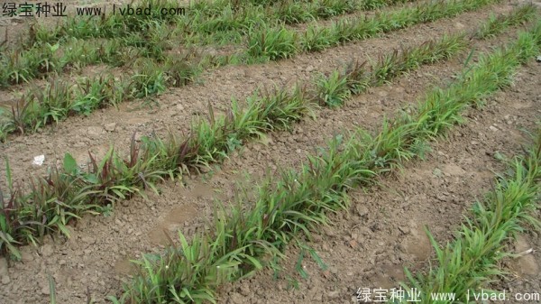 <a href='http://njszjj.com/yaocaizhongzi/2302.html' target='_blank'>薏米種子</a>