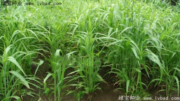 薏米<a href='http://njszjj.com/' target='_blank'>種子</a>