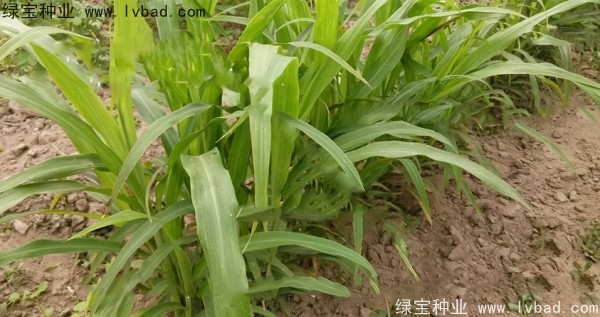 薏米<a href='http://njszjj.com/' target='_blank'>種子</a>