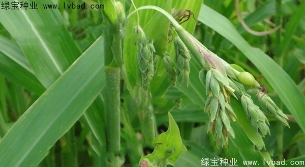 薏米<a href='http://njszjj.com/' target='_blank'>種子</a>