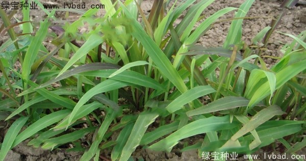 <a href='http://njszjj.com/yaocaizhongzi/2302.html' target='_blank'>薏米種子</a>