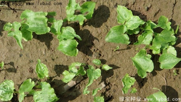 <a href='http://njszjj.com/yaocaizhongzi/2303.html' target='_blank'>天南星種子</a>