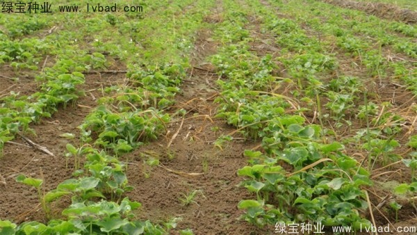 天南星<a href='http://njszjj.com/' target='_blank'>種子</a>