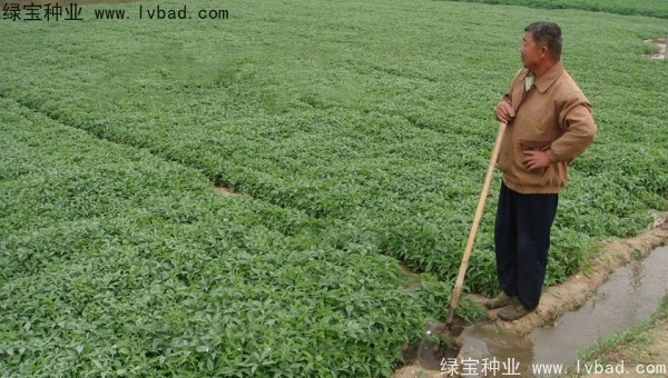 天南星<a href='http://njszjj.com/' target='_blank'>種子</a>