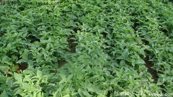 <a href='http://njszjj.com/yaocaizhongzi/2303.html' target='_blank'>天南星種子</a>