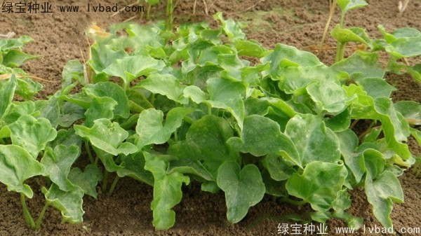 <a href='http://njszjj.com/yaocaizhongzi/2303.html' target='_blank'>天南星種子</a>