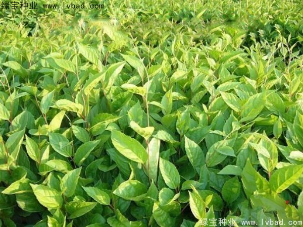 五味子<a href='http://njszjj.com/' target='_blank'>種子</a>