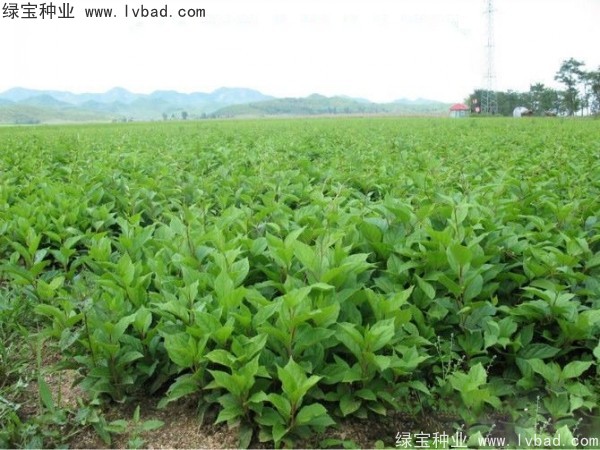 <a href='http://njszjj.com/yaocaizhongzi/2305.html' target='_blank'>五味子種子</a>