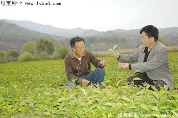 <a href='http://njszjj.com/yaocaizhongzi/2305.html' target='_blank'>五味子</a><a href='http://njszjj.com/' target='_blank'>種子</a>
