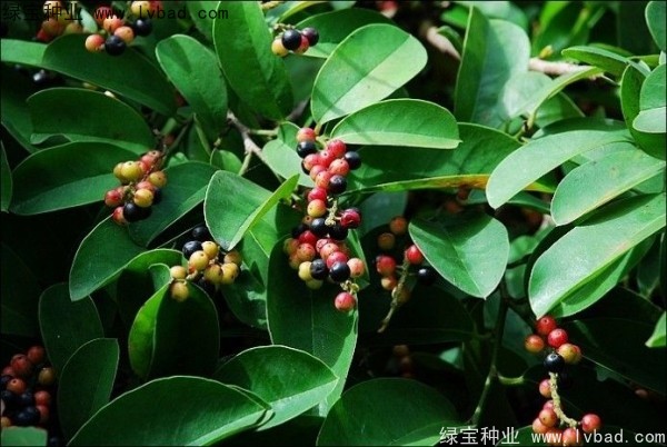 <a href='http://njszjj.com/yaocaizhongzi/2305.html' target='_blank'>五味子種子</a>