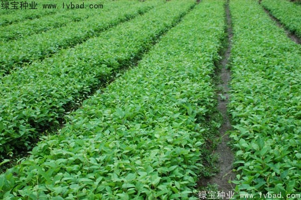 <a href='http://njszjj.com/yaocaizhongzi/2305.html' target='_blank'>五味子種子</a>