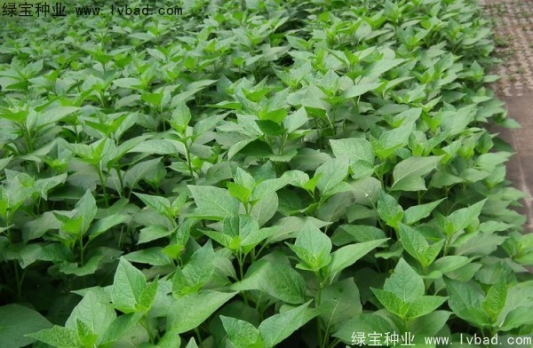 <a href='http://njszjj.com/yaocaizhongzi/2306.html' target='_blank'>錦燈籠</a><a href='http://njszjj.com/' target='_blank'>種子</a>