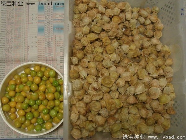 <a href='http://njszjj.com/yaocaizhongzi/2306.html' target='_blank'>錦燈籠種子</a>