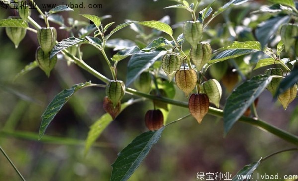 <a href='http://njszjj.com/yaocaizhongzi/2306.html' target='_blank'>錦燈籠種子</a>