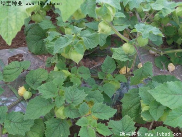 <a href='http://njszjj.com/yaocaizhongzi/2306.html' target='_blank'>錦燈籠種子</a>