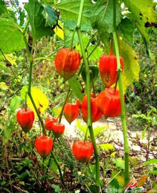 錦燈籠<a href='http://njszjj.com/' target='_blank'>種子</a>
