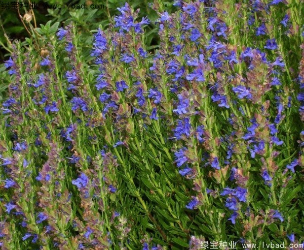 蕓香草<a href='http://njszjj.com/' target='_blank'>種子</a>