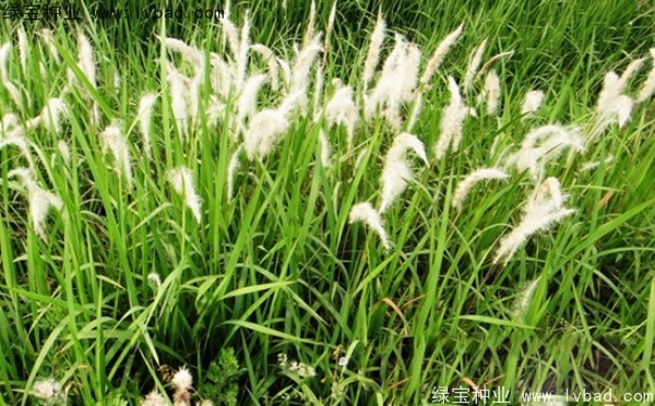<a href='http://njszjj.com/yaocaizhongzi/2310.html' target='_blank'>白茅種子</a>