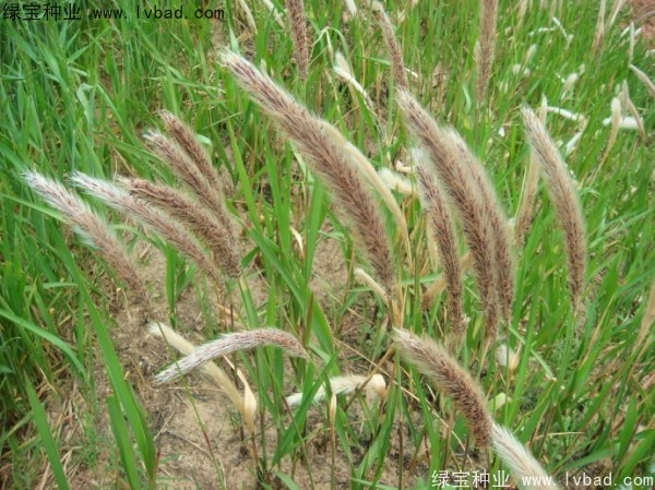 <a href='http://njszjj.com/yaocaizhongzi/2310.html' target='_blank'>白茅</a><a href='http://njszjj.com/' target='_blank'>種子</a>