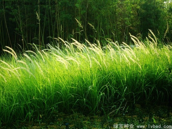 白茅種子