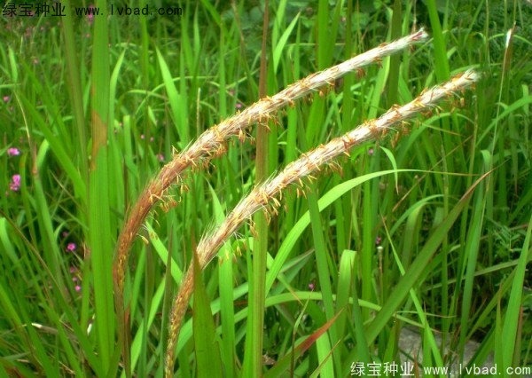 <a href='http://njszjj.com/yaocaizhongzi/2310.html' target='_blank'>白茅種子</a>