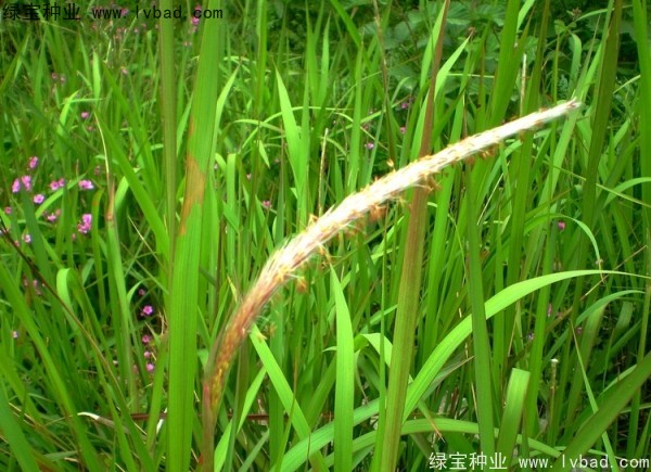 <a href='http://njszjj.com/yaocaizhongzi/2310.html' target='_blank'>白茅</a><a href='http://njszjj.com/' target='_blank'>種子</a>