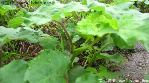 <a href='http://njszjj.com/yaocaizhongzi/2313.html' target='_blank'>蒼耳子種子</a>