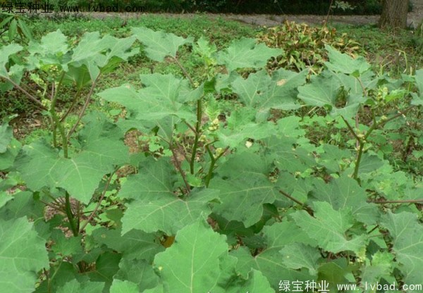 <a href='http://njszjj.com/yaocaizhongzi/2313.html' target='_blank'>蒼耳子</a><a href='http://njszjj.com/' target='_blank'>種子</a>