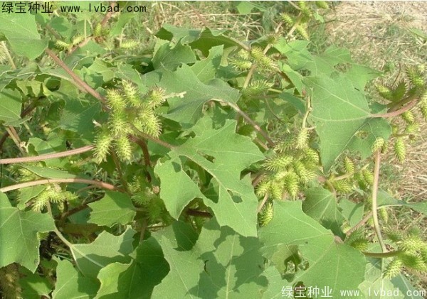 <a href='http://njszjj.com/yaocaizhongzi/2313.html' target='_blank'>蒼耳子種子</a>