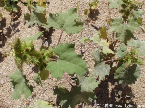<a href='http://njszjj.com/yaocaizhongzi/2313.html' target='_blank'>蒼耳子種子</a>
