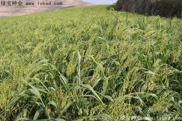 <a href='http://njszjj.com/yaocaizhongzi/2314.html' target='_blank'>紅糜子種子</a>