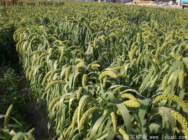 <a href='http://njszjj.com/yaocaizhongzi/2314.html' target='_blank'>紅糜子</a><a href='http://njszjj.com/' target='_blank'>種子</a>