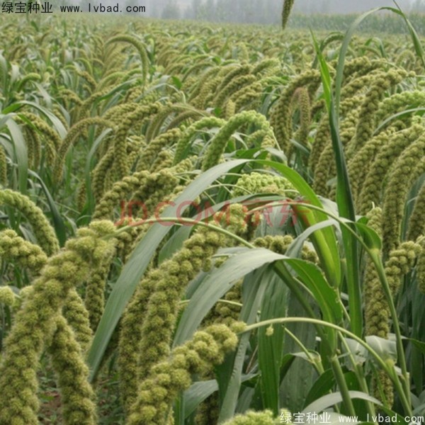 <a href='http://njszjj.com/yaocaizhongzi/2314.html' target='_blank'>紅糜子種子</a>