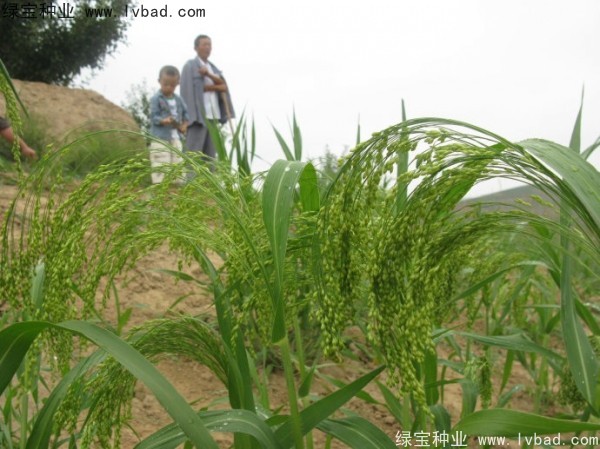 <a href='http://njszjj.com/yaocaizhongzi/2314.html' target='_blank'>紅糜子</a><a href='http://njszjj.com/' target='_blank'>種子</a>