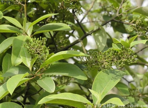 蓽澄茄<a href='http://njszjj.com/' target='_blank'>種子</a>