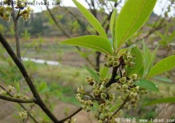 <a href='http://njszjj.com/yaocaizhongzi/2315.html' target='_blank'>蓽澄茄種子</a>
